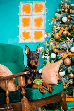 Siyah bir Doberman Pinscher yavrusu Noel ağacının yanındaki sallanan sandalyede yatıyor..