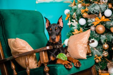 Siyah bir Doberman Pinscher yavrusu Noel ağacının yanındaki sallanan sandalyede yatıyor..