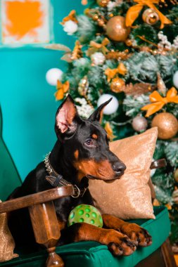 Siyah bir Doberman Pinscher yavrusu Noel ağacının yanındaki sallanan sandalyede yatıyor..