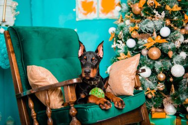 Siyah bir Doberman Pinscher yavrusu Noel ağacının yanındaki sallanan sandalyede yatıyor..