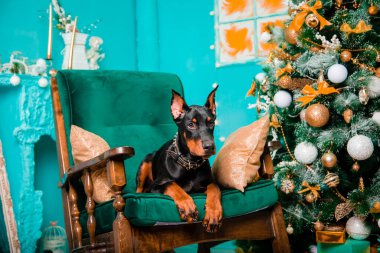 Siyah bir Doberman Pinscher yavrusu Noel ağacının yanındaki sallanan sandalyede yatıyor..