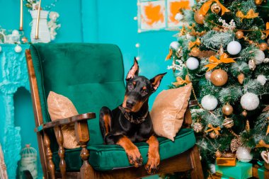 Siyah bir Doberman Pinscher yavrusu Noel ağacının yanındaki sallanan sandalyede yatıyor..
