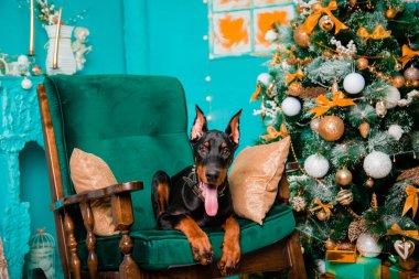 Siyah bir Doberman Pinscher yavrusu Noel ağacının yanındaki sallanan sandalyede yatıyor..