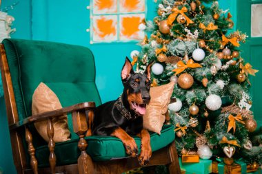 Siyah bir Doberman Pinscher yavrusu Noel ağacının yanındaki sallanan sandalyede yatıyor..