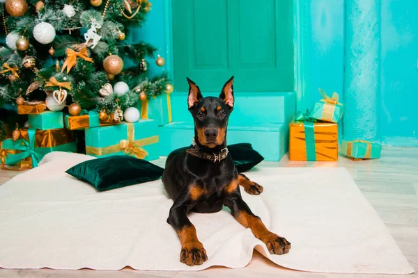 Doberman Cucciolo Trova Tappeto Pelliccia Bianca Sullo Sfondo Albero Natale — Foto Stock