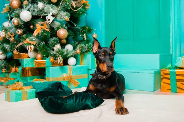 Doberman köpek yavrusu beyaz bir kürkün üzerine uzanmış, bir Noel ağacının arka planında..