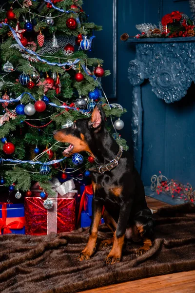 Cane Doberman Nero Siede Tappeto Pelliccia Sullo Sfondo Albero Natale — Foto Stock