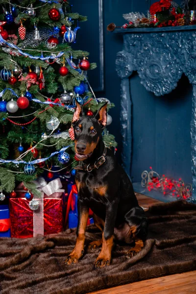 Černý Dobrý Pes Sedí Kožešinovém Koberci Pozadí Vánočního Stromku Dekorativního — Stock fotografie