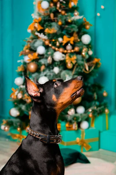 Ritratto Cane Seduto Cucciolo Doberman Nero Sullo Sfondo Albero Natale — Foto Stock