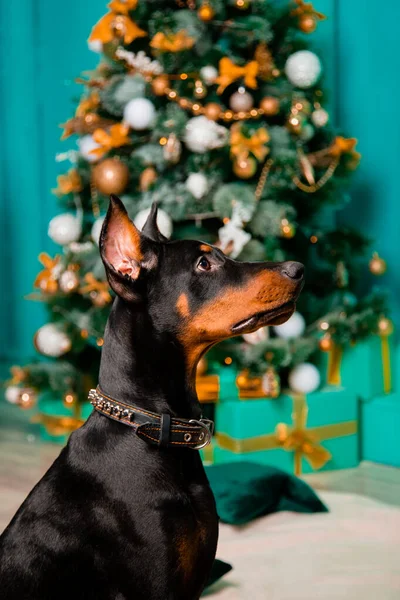 Portrét Sedícího Psa Černého Dobermanského Štěněte Pozadí Vánočního Stromku Provádí — Stock fotografie