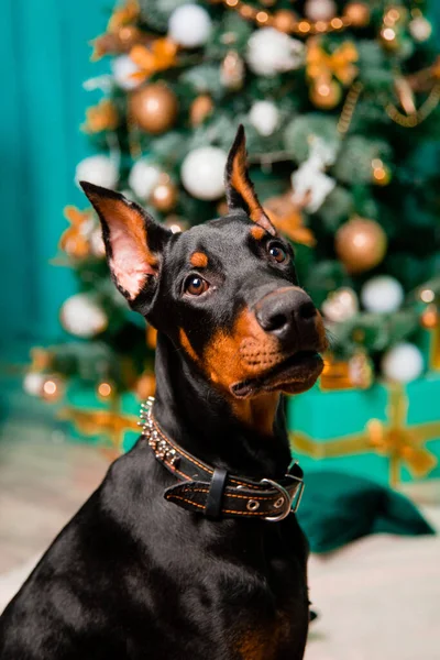 Портрет Сидящей Собаки Черного Щенка Добермана Фоне Рождественской Елки Исполняет — стоковое фото