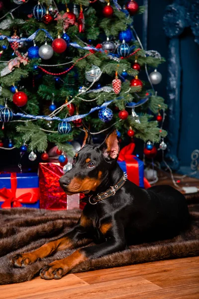 Černý Doberman Pinscher Štěně Leží Kožešinový Koberec Pozadí Vánočního Stromečku — Stock fotografie