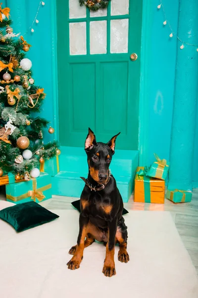 Štěně Plemene Doberman Pinscher Černá Barva Sedí Bílém Kožešinovém Koberci — Stock fotografie