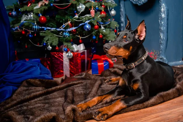 A Doberman puppy lies on a fur rug against the background of a Christmas tree, gifts and a decorative fireplace. Copy space.