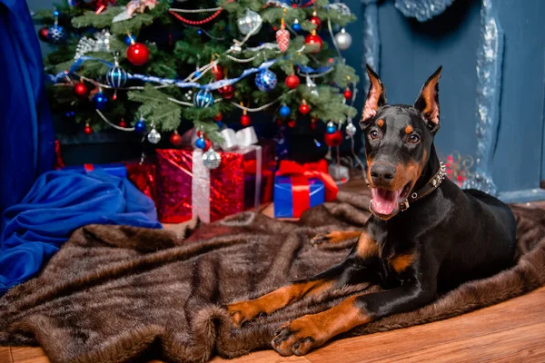 Dobermanovo Štěně Leží Kožešinovém Koberci Pozadí Vánočního Stromku Dárků Dekorativního — Stock fotografie