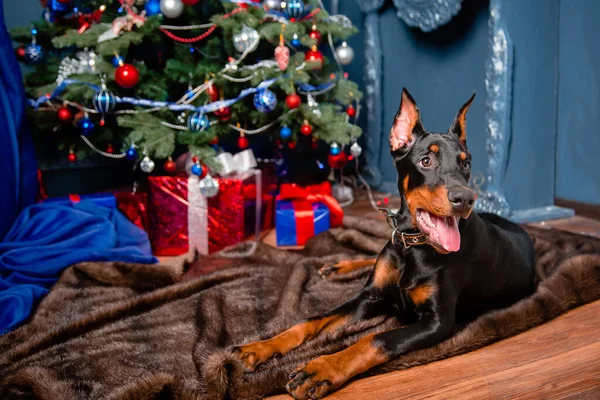 A Doberman puppy lies on a fur rug against the background of a Christmas tree, gifts and a decorative fireplace. Copy space.