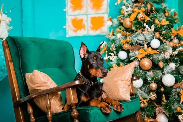 Siyah bir Doberman Pinscher yavrusu Noel ağacının yanındaki sallanan sandalyede yatıyor..
