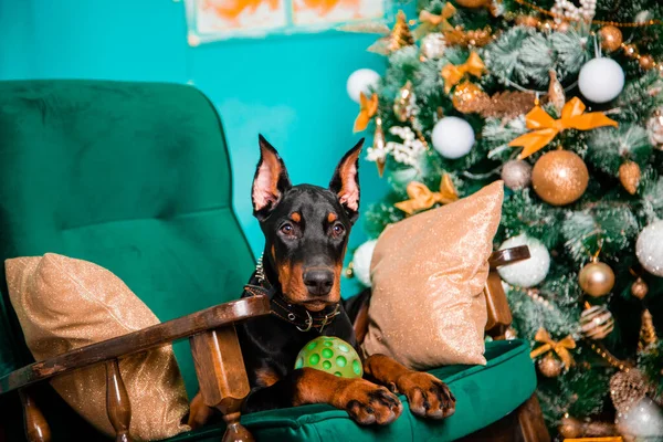 Černý Doberman Pinscher Štěně Leží Houpacím Křesle Vánočního Stromečku — Stock fotografie