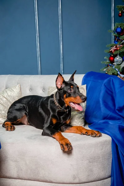 Cucciolo Nero Giace Sul Divano Doberman Pinscher Sul Divano Sullo — Foto Stock