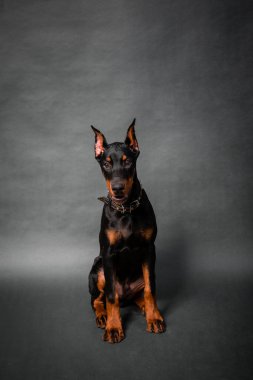 Doberman köpek yavrusu siyah arka planda tek başına oturuyor..