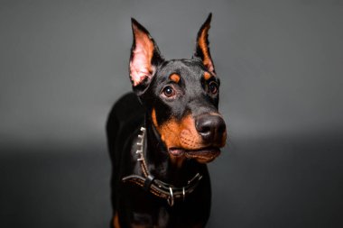 Doberman köpek portresi koyu arka planda izole edilmiş..