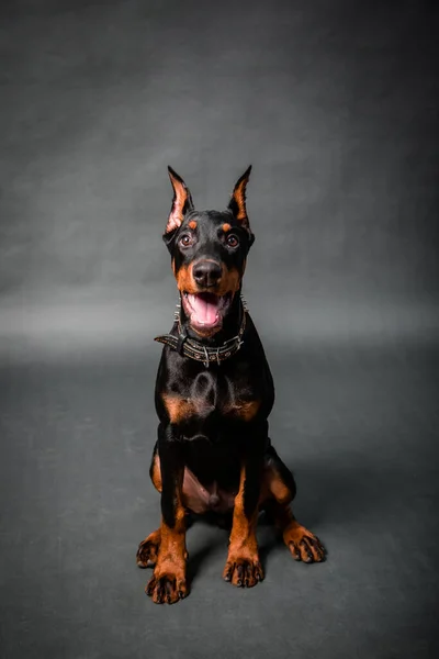 Doberman Cachorro Sentado Aislado Sobre Fondo Negro —  Fotos de Stock