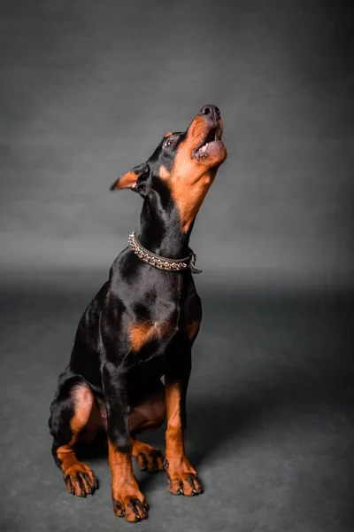 Doberman puppy sitting isolated on a black background.