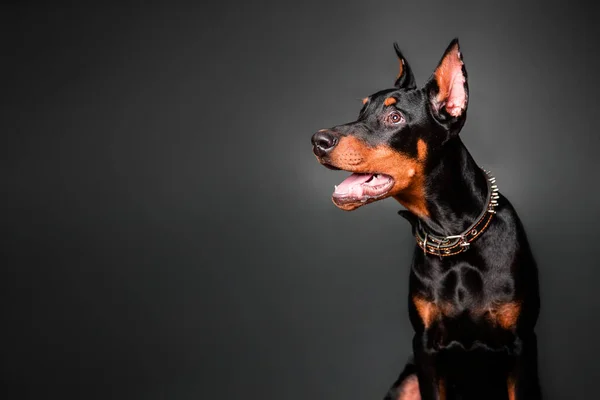 Siyah Arka Planda Bir Doberman Pinscher Köpek Yavrusu Portresi Boşluğu — Stok fotoğraf