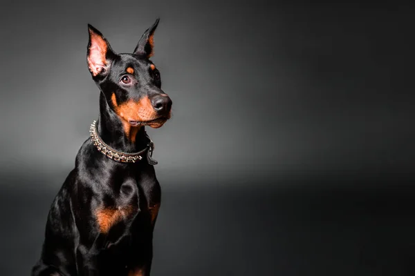 Porträt Eines Dobermann Pinscher Welpen Auf Schwarzem Hintergrund Kopierraum — Stockfoto