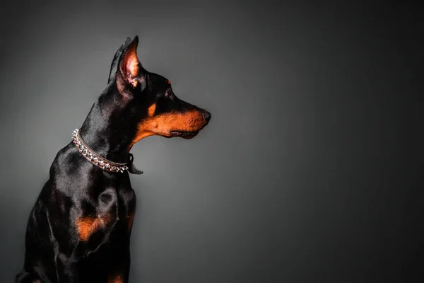 Retrato Cachorro Doberman Pinscher Fundo Preto Espaço Cópia — Fotografia de Stock