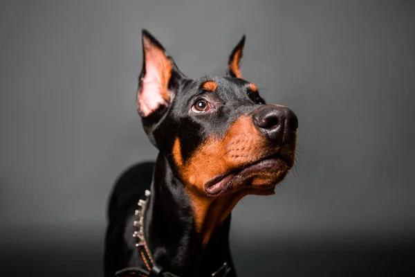 Doberman Retrato Cachorro Aislado Sobre Fondo Oscuro — Foto de Stock