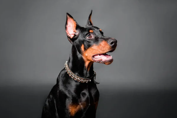 Doberman Retrato Cachorro Aislado Sobre Fondo Oscuro —  Fotos de Stock