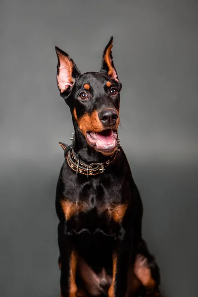 Retrato Cachorro Doberman Isolado Fundo Escuro — Fotografia de Stock