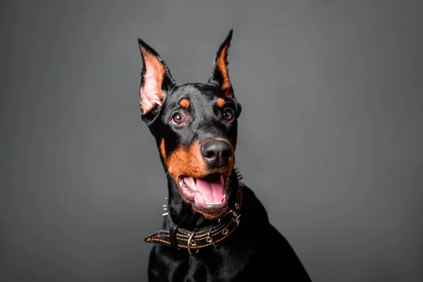 Doberman Retrato Cachorro Aislado Sobre Fondo Oscuro —  Fotos de Stock