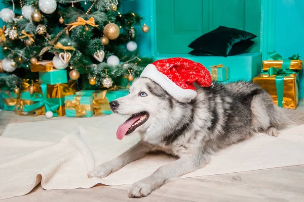Concepto Perro Navidad Retrato Perro Husky Acostado Una Alfombra Piel — Foto de Stock