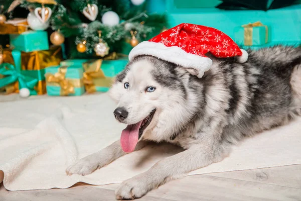 Noel Köpeği Konsepti Kürk Halıya Uzanmış Dili Sarkık Noel Baba — Stok fotoğraf