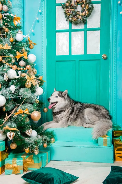 Husky Gris Sur Porche Près Porte Sapin Noël — Photo
