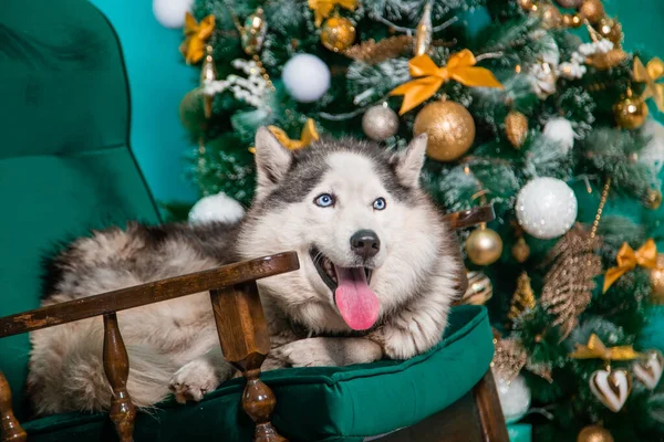 Husky Con Lengua Colgando Encuentra Una Mecedora Cerca Árbol Navidad — Foto de Stock