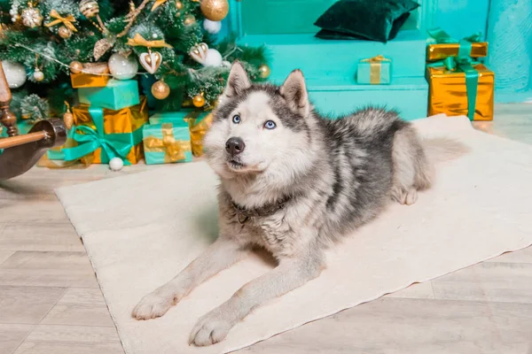 Husky Encuentra Alfombra Sobre Fondo Árbol Navidad Regalos — Foto de Stock