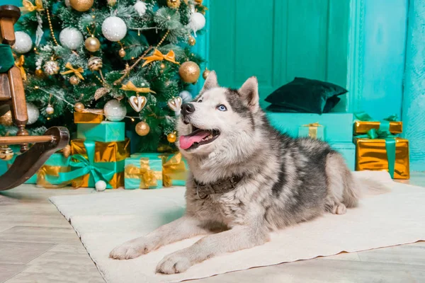 胡斯基躺在地毯上 背靠着圣诞树和礼物 — 图库照片
