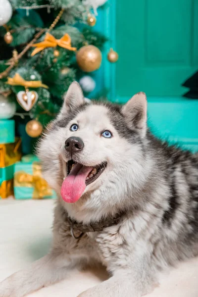 Husky Lies Carpet Background Christmas Tree Gifts — Stock Photo, Image