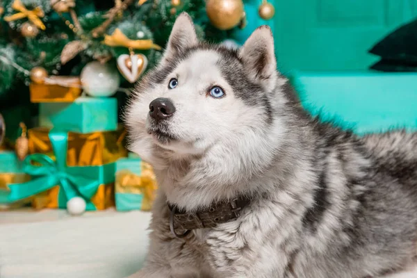 Husky Leży Dywanie Tle Choinki Prezentów — Zdjęcie stockowe