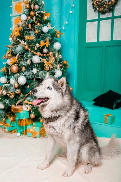 Chlupatý Husky Sedí Kožešinový Koberec Pozadí Vánočního Stromečku — Stock fotografie