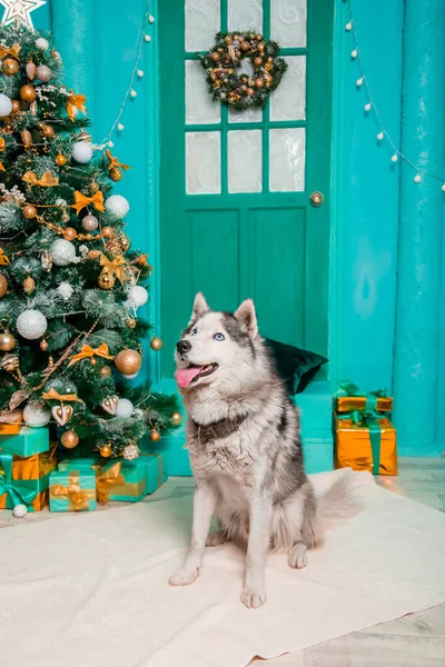 Chlupatý Husky Sedí Kožešinový Koberec Pozadí Vánočního Stromečku — Stock fotografie