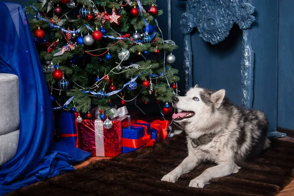Husky Encuentra Alfombra Sobre Fondo Árbol Navidad Regalos — Foto de Stock