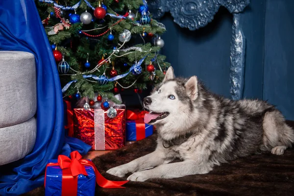 Husky Encuentra Alfombra Sobre Fondo Árbol Navidad Regalos — Foto de Stock