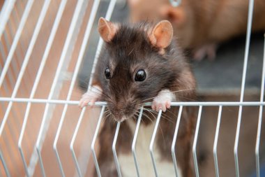 Siyah bir fare açık bir kafesten dışarı bakıyor..