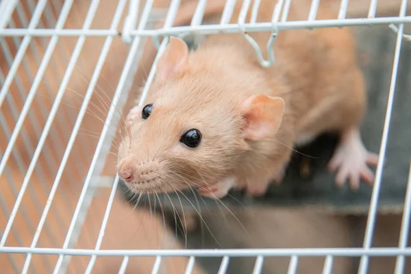 Een Witte Rat Kijkt Uit Een Open Kooi — Stockfoto