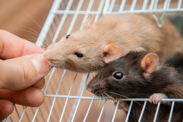 Handen Ger Mat Till Svarta Och Vita Råttor Som Kryper — Stockfoto