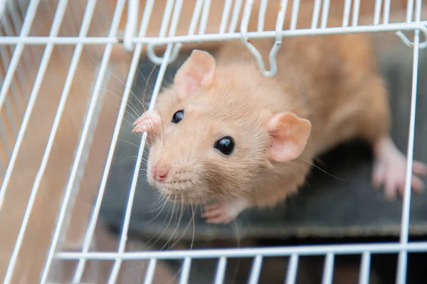 Een Witte Rat Kijkt Uit Een Open Kooi — Stockfoto